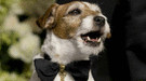 Uggie, el perro de The Artist, dejará las huellas de sus patas frente al Teatro Chino Grauman de Hollywood
