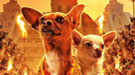 Primer cartel de Beberly Hills Chihuahua