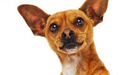 Tres carteles de Beverly Hills Chihuahua
