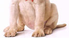 Primer p�ster de Marley & me