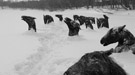 My winnipeg, docufantas�a on�rica