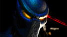 Nueva imagen y t�tulo para Aliens vs Predator 2