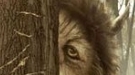 Nuevo póster de Where the wild things are