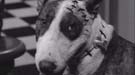 ¿Frankenweenie en 3D?