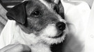 Uggie, el perro de The Artist, no podrá estar nominado al Oscar por culpa de Rin Tin Tin