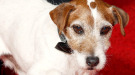 Uggie, el perro de The Artist, se jubilará tras los Oscar y los Golden Collar Awards