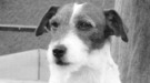 Uggie, el perro de The Artist, adelanta su jubilación por enfermedad