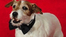 Uggie consigue el Golden Collar Award por su interpretación en The Artist