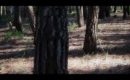 Trailer Mimzy, m�s all� de la imaginaci�n #1