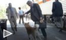Tráiler Siempre a tu lado. Hachiko