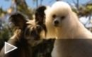 Trailer Hotel para perros #1