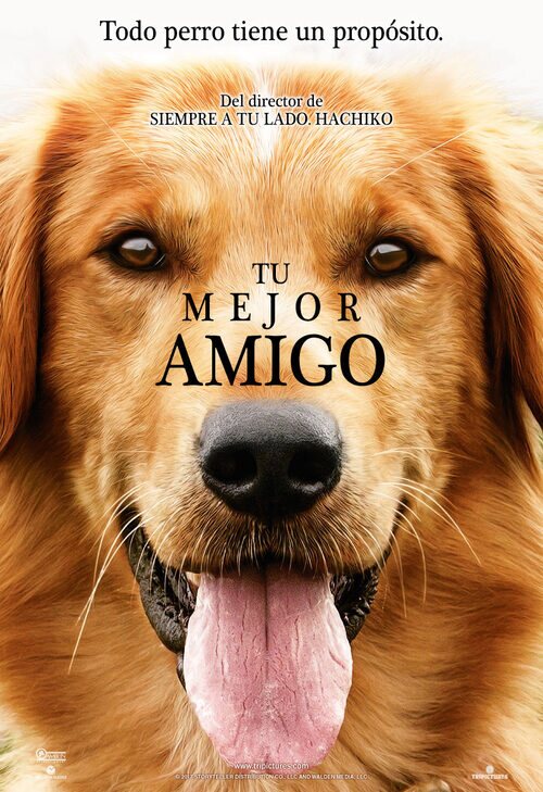 Tu mejor amigo (2017) Película eCartelera
