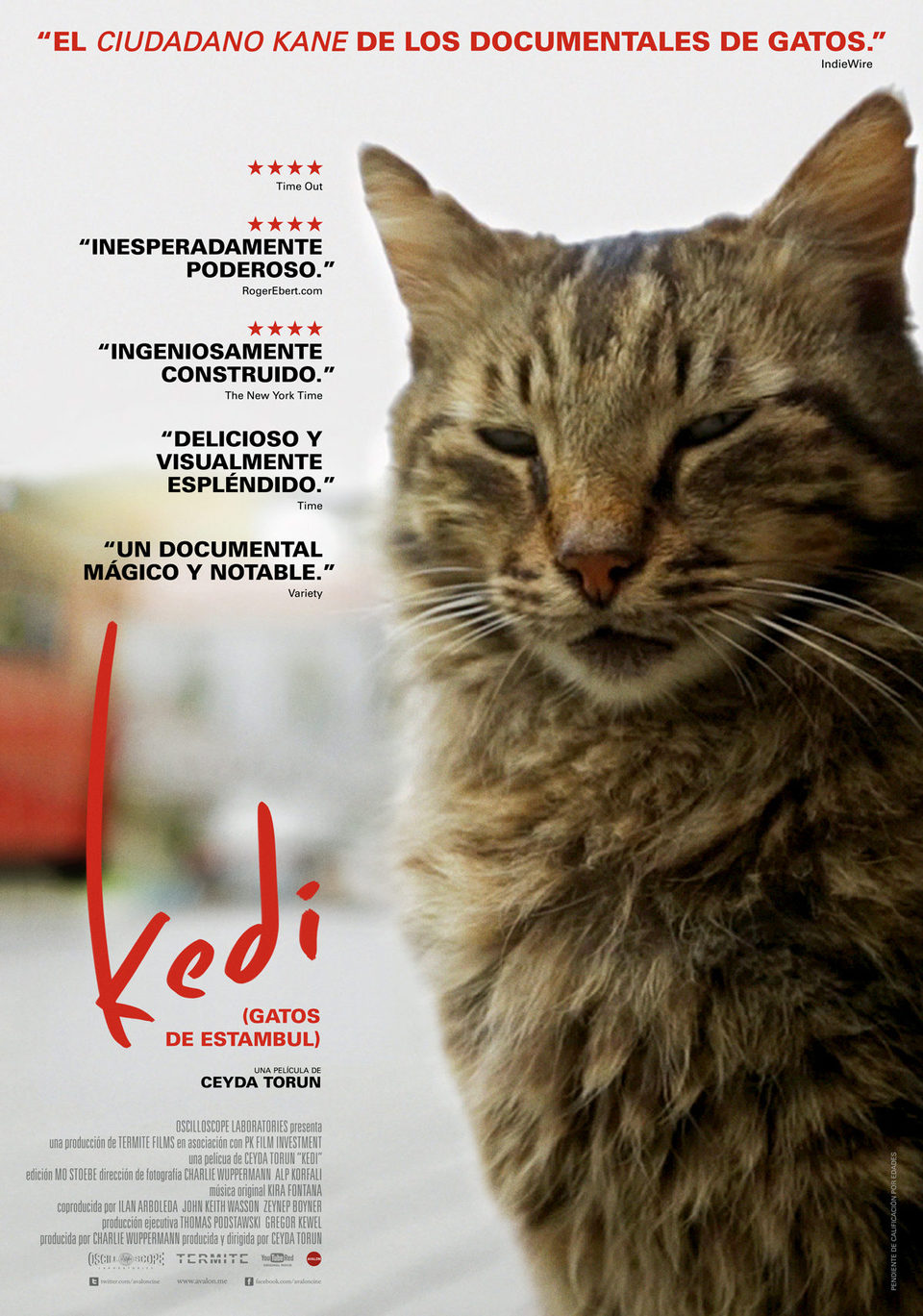 Cartel de Kedi (Gatos de Estambul) - Póster España
