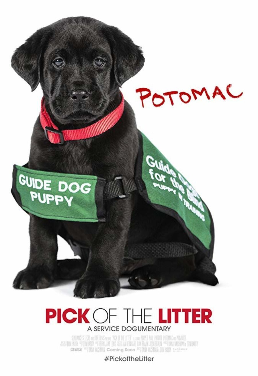 Cartel de Pick of the Litter - Pick of the Litter