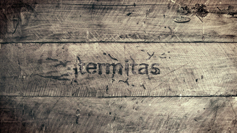 Cartel de Termitas - España