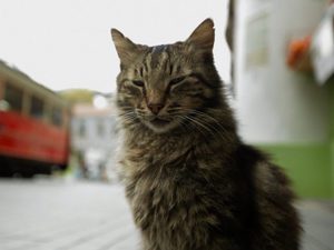 Kedi (Gatos de Estambul)