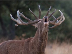 Dehesa, el bosque del lince ibérico