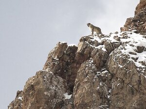 El leopardo de las nieves