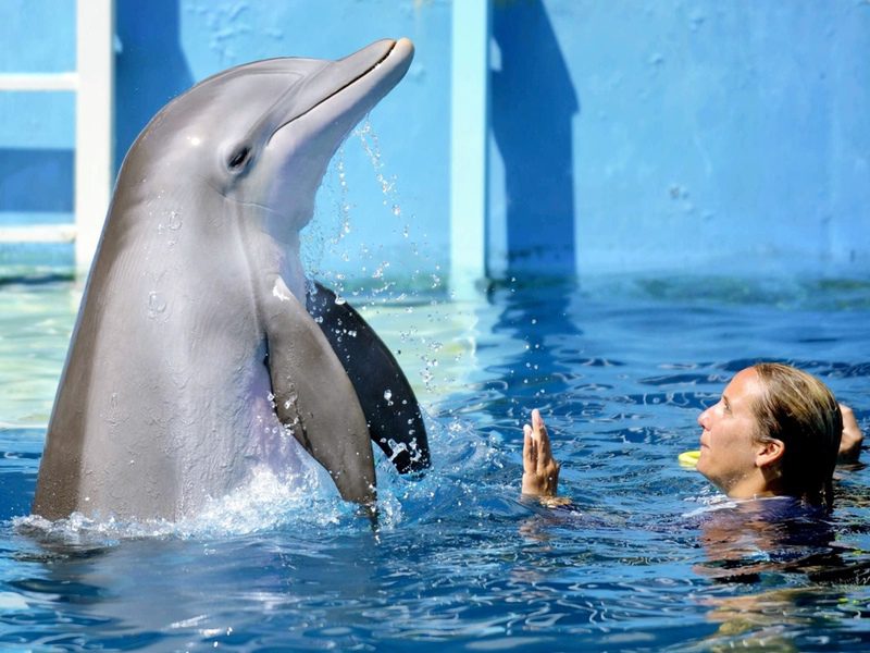 Dolphin Tale 2