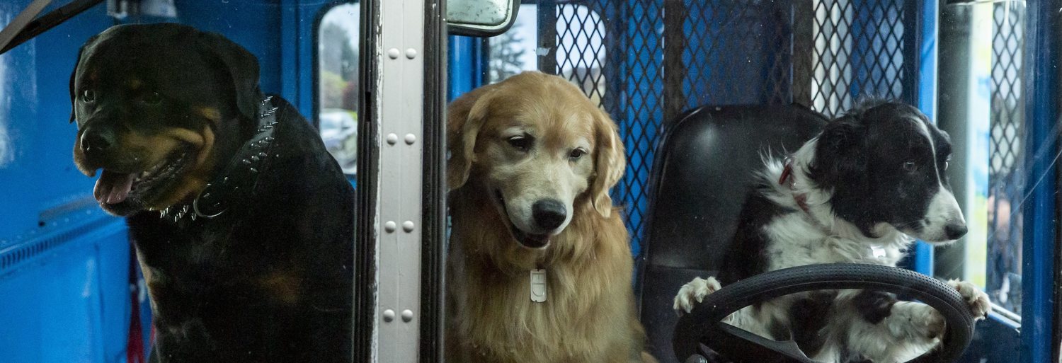 Como perros y gatos. La patrulla unida