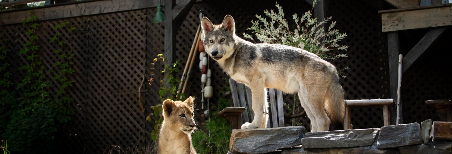 El lobo y el león