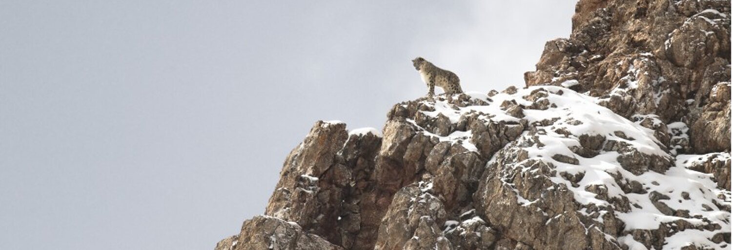 El leopardo de las nieves