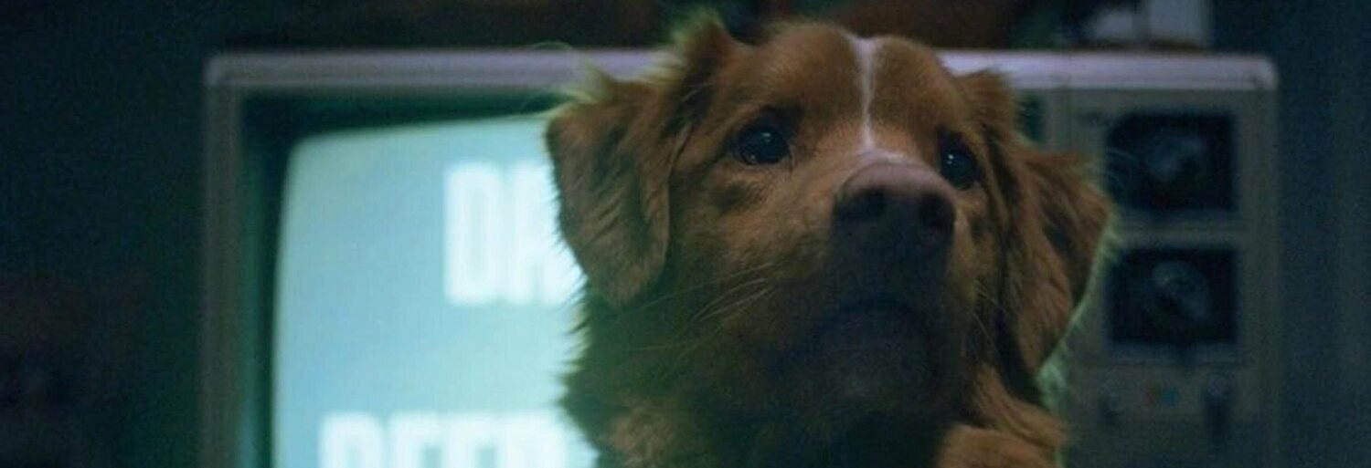 Good Boy