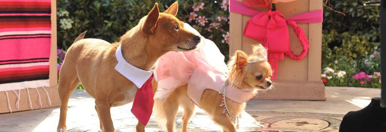 Un Chihuahua en Beverly Hills (2008) - Película eCartelera