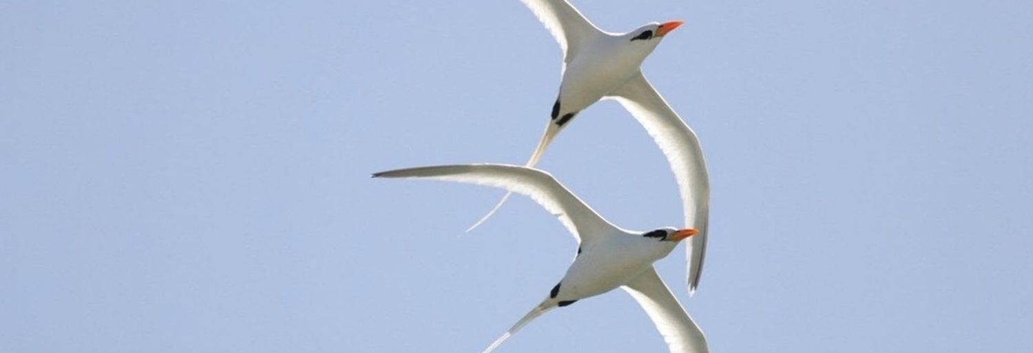 Nómadas del viento