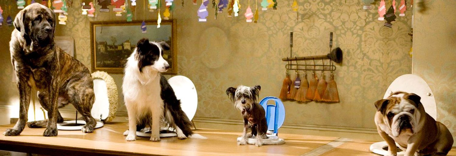 paso periódico Toro Hotel para perros (2009) - Película eCartelera