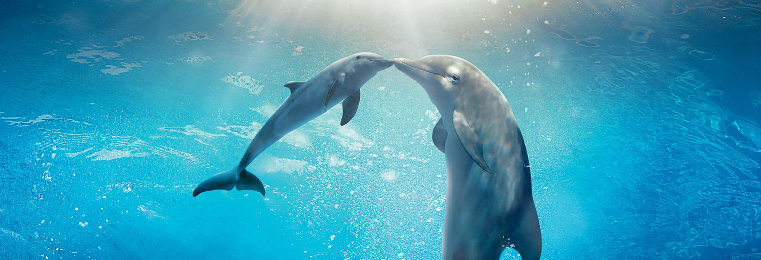 Dolphin Tale 2