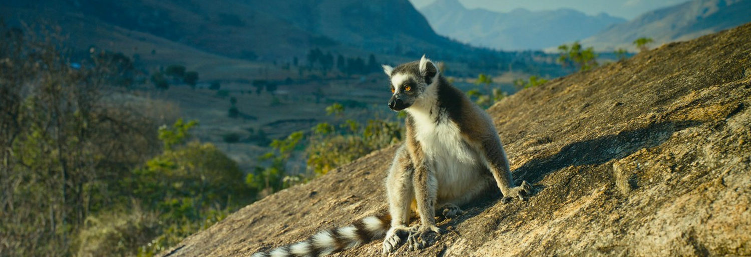 Island Of Lemurs: Madagascar