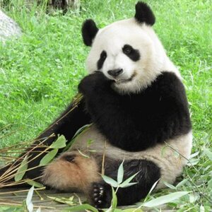 Pandas en el Zoo de Madrid