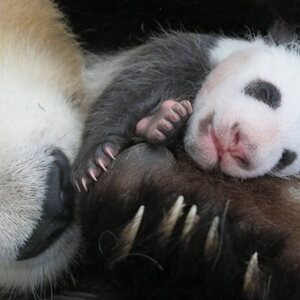 Pandas en el Zoo de Madrid