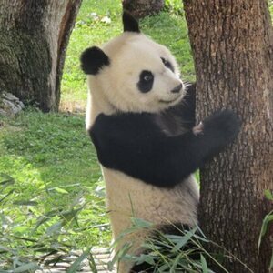 Pandas en el Zoo de Madrid