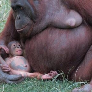 Orangután en el Zoo de Madrid