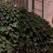Ryan Reynolds desnudo en una escena de la comedia 'Van Wilder'