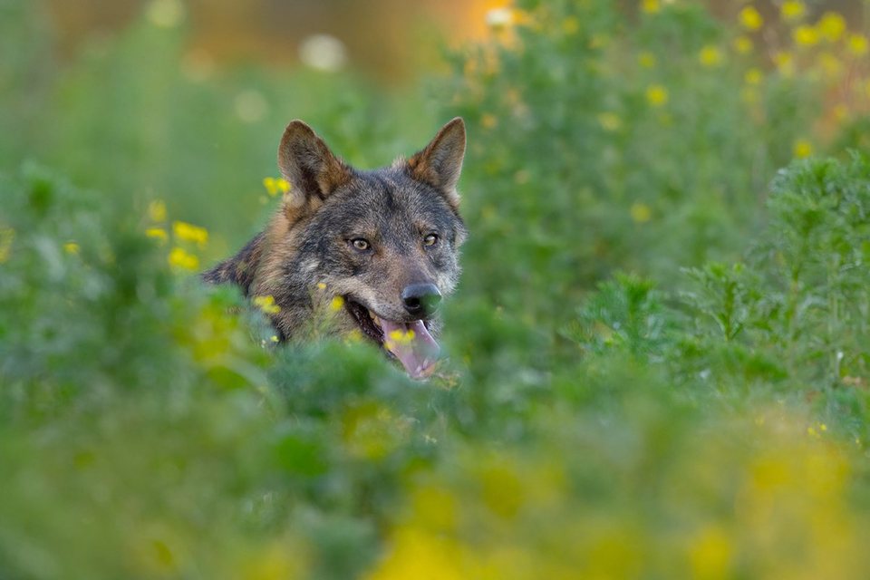 Barbacana, la huella del lobo