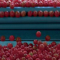 Nosotros alimentamos al mundo