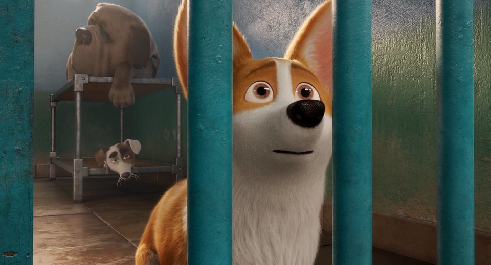Corgi, las mascotas de la reina