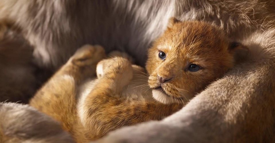 El Rey León