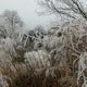 Five Seasons: The Gardens of Piet Oudolf