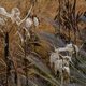 Five Seasons: The Gardens of Piet Oudolf