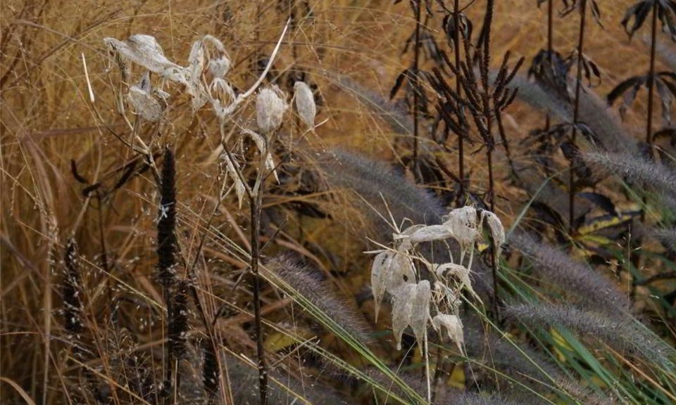 Five Seasons: The Gardens of Piet Oudolf