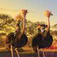 Madagascar 2