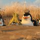 Madagascar 2
