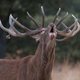 Dehesa, el bosque del lince ibérico