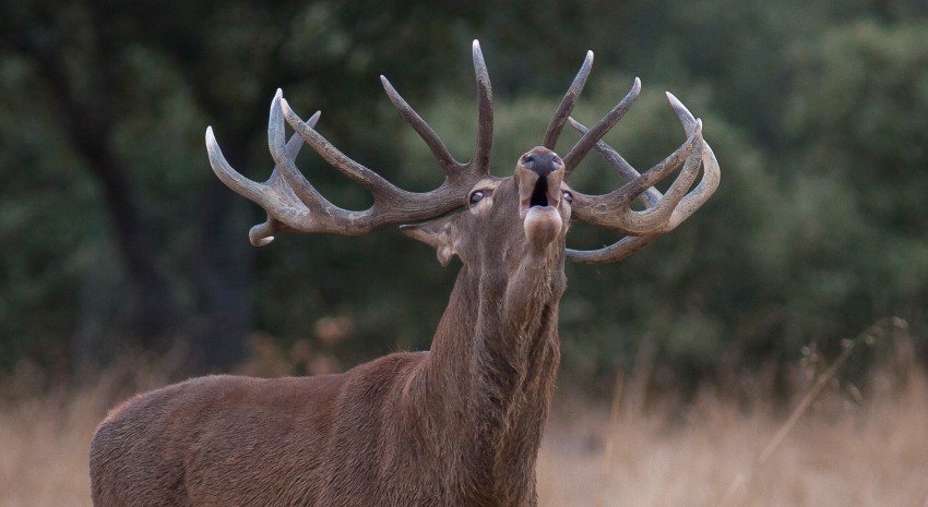 Dehesa, el bosque del lince ibérico