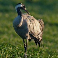  Dehesa, el bosque del lince ibérico