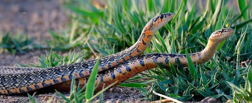 Dehesa, el bosque del lince ibérico